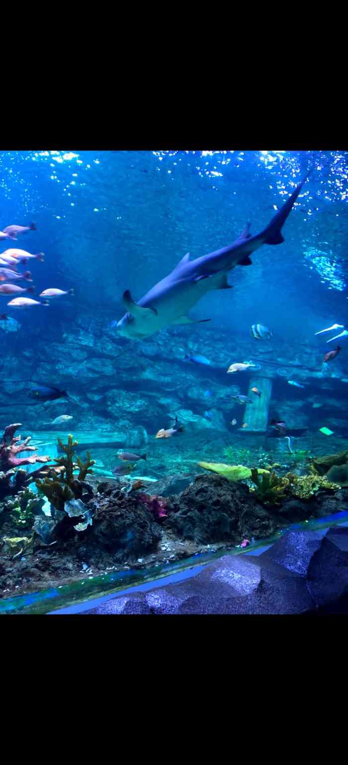 曲江海洋馆-"前一阵去了海洋馆,场馆整体挺大的,可以逛.