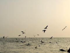 -深圳湾公园(南山区)