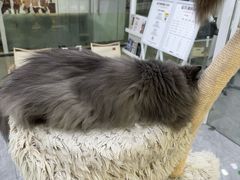 -爱洗澡的猫(天河路店)