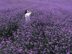 -紫颐香薰山谷景区