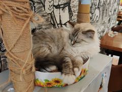-猫小院猫主题餐厅(三里屯店)