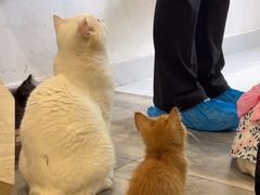 -楼上猫咖(罗湖店)