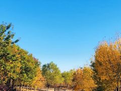 -永定河休闲森林公园