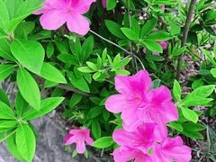 -广州市流溪河国家森林公园