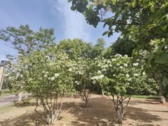 -盘龙城国家考古遗址公园