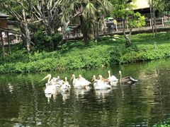 -深圳野生动物园