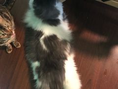 -李小姐の猫咖啡馆(五角场店)