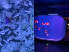 -芜湖新华联大白鲸海洋公园