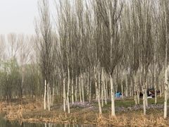-东郊湿地公园
