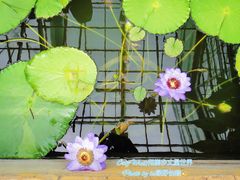 -北京植物园-展览温室