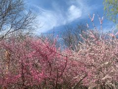 -大兴滨河森林公园