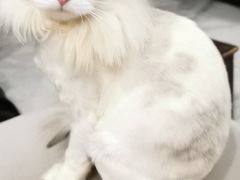-艾贝尔宠物医院·24H转诊中心·肿瘤猫专科(江宁双龙店)