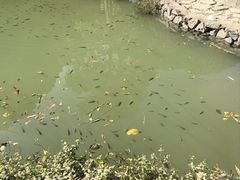 -靖西鹅泉风景区