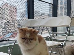 -怪兽屋·羊驼·猫咖·狗咖(俊华广场店)