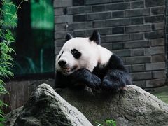 -都江堰中华大熊猫苑