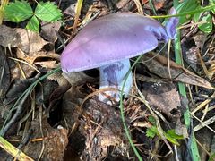 -峡谷浮石林景区