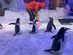 -芜湖新华联大白鲸海洋公园