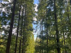 -黄海国家森林公园