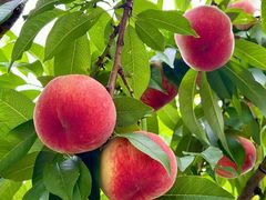 -老袁家蜜桃农场·阳山水蜜桃