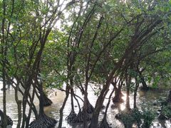 -宝安西湾红树林湿地公园