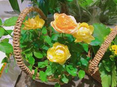 -循礼门鲜花花市(武汉循礼门店)