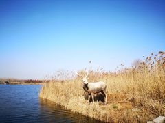 -溱湖国家湿地公园