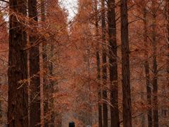 -黄海国家森林公园