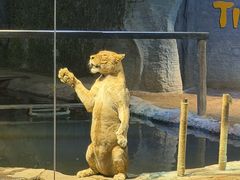 -清迈夜间动物园
