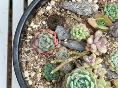-自由生长植物工作室(深港花卉中心店)
