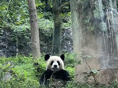 -都江堰中华大熊猫苑