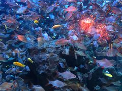 -成都浩海立方海洋公园