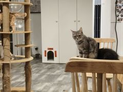 -楼上猫咖(罗湖店)