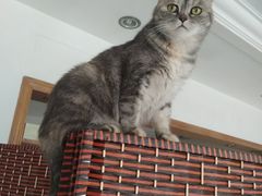 -乐琪宠物医院·犬猫专科·骨外科·急重症
