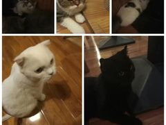 -喵园·猫主题咖啡厅·撸猫·猫咖(国贸店)