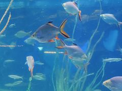 -芜湖新华联大白鲸海洋公园