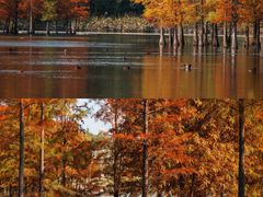 -白鹭湾湿地公园