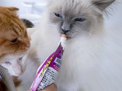 -喵的天空名猫咖啡馆·撸猫·猫舍·用品