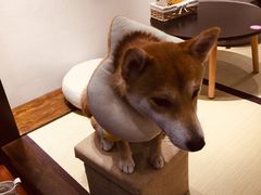 -逗柴咖啡屋·狗咖猫咖宠物桌游