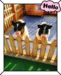 -萌宠亲子动物乐园(槐房万达店)