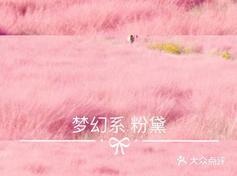 重庆周边超大片的粉黛｜沉浸在初秋浪漫粉黛的童话里