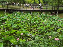 -沐仙湖湿地公园