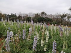 -松山湖梦幻百花洲