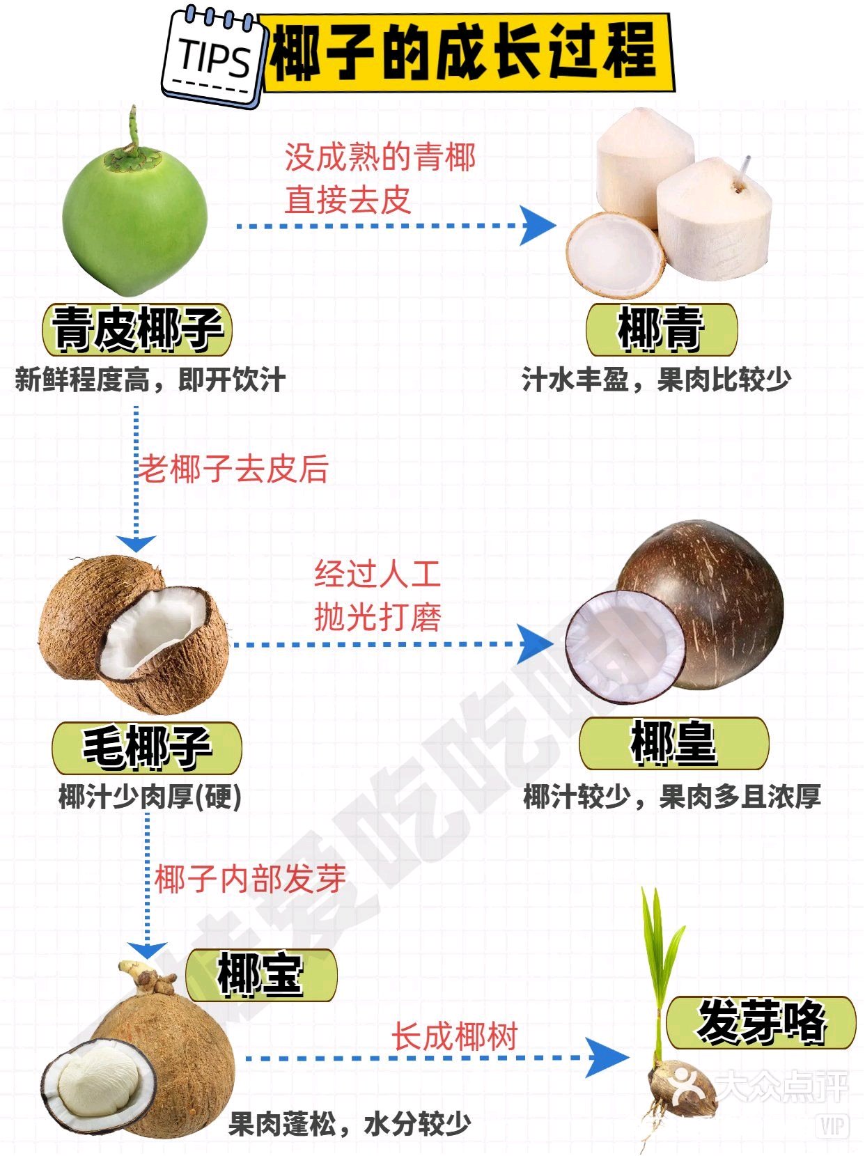 椰子种类图解图片