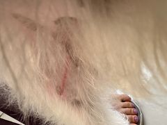 -汪说喵讲宠物乐园宠物酒店(红星美凯龙店)