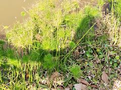 -东莞植物园