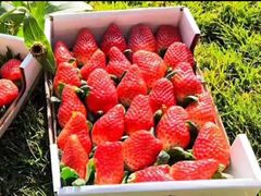 -尚田草莓姑娘白草莓采摘基地