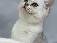 -Heymao猫咖.咖啡厅(东门店)