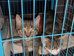 -帕丁顿酒吧Paddington