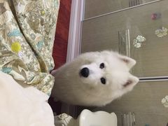 iphone_upload_pic-喵汪宠物生活馆(涞坊路店)