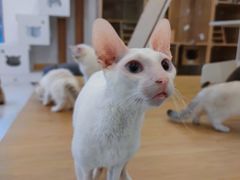 -猫域·湾主题猫咖·宠物吧(南坪城市广场店)